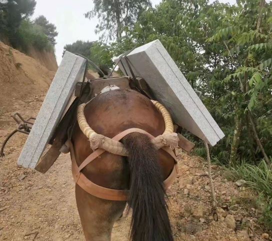 廣東騾馬運輸