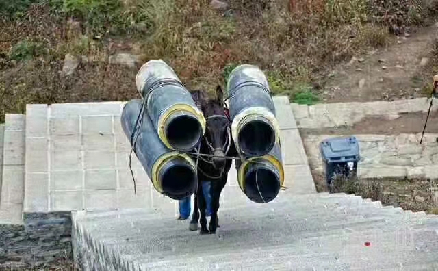 廣東騾子運輸隊